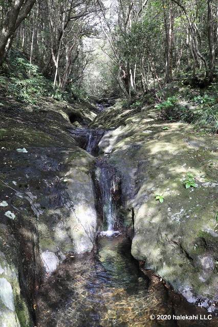 登龍峠 ポットホール 苔の森散策コース 東京都八丈島 ホットホリデー