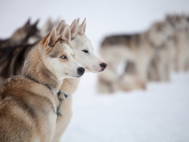 ロヴァニエミで人気の犬ぞりを体験！ハスキーファームも訪問します。