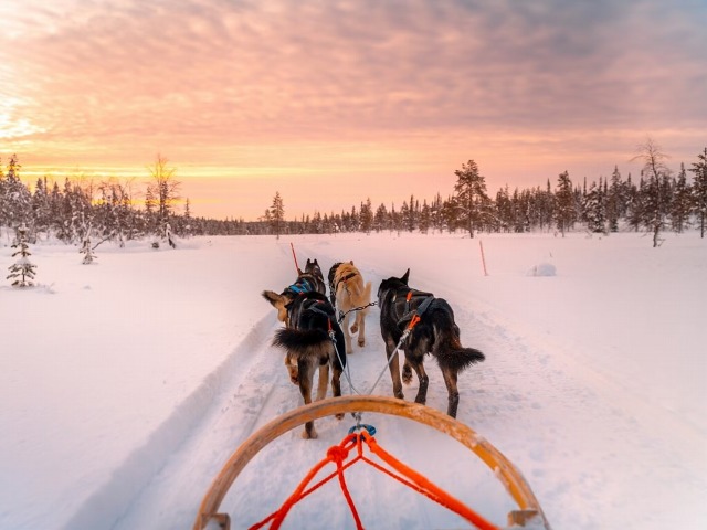 夕暮れ時の犬ぞりは、一味違う景観が楽しめます。