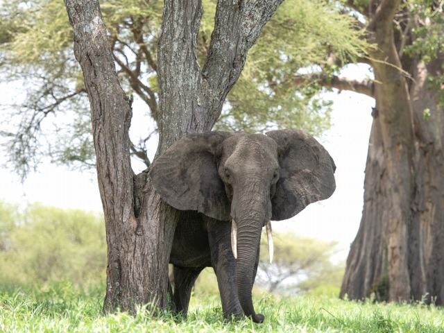 タランギーレ国立公園では、セレンゲティに劣らず象などの大型動物が多数出現