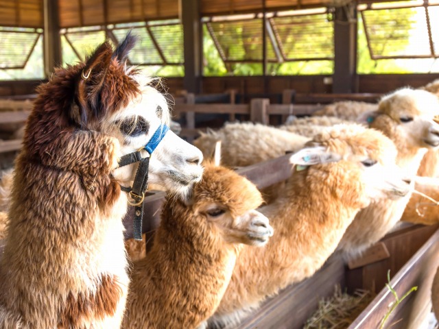 マチュピチュや聖なる谷ではアルパカにも出会えるかもしれません