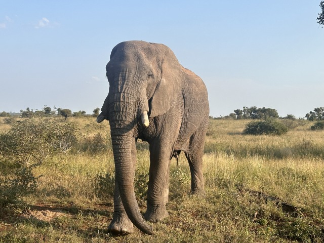 ゲームドライブでは、野生動物を間近で見られることも！