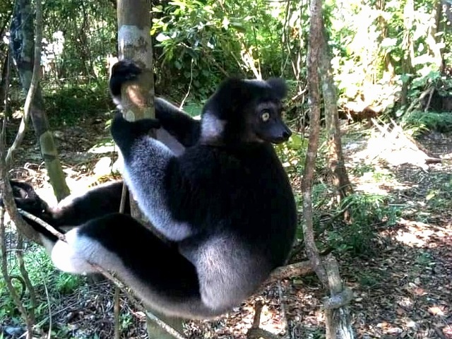 様々なキツネザルや固有種が生息するマダガスカル