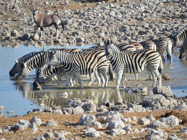 エトーシャ国立公園では、さまざまな動物に出会えます。