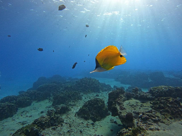 透明度の高いイースター島の海を散策