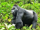 ルワンダ・ボルケーノ国立公園ゴリラトレッキング＆キガリ市内観光 3泊4日【キガリ空港発着/ 英語ガイド】