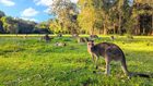 午後の世界遺産 スプリングブルック国立公園と野生動物探検