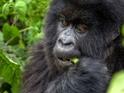 ゴリラの馴化体験！ブウィンディ国立公園ゴリラハビチュエーション2泊3日【エンテベ発着/ 送迎＋宿＋観光＋エンテベ～キソロ間航空券/ 英語ガイド】