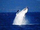 ホエール（クジラ）ウォッチング【期間限定！7月14日～8月22日】