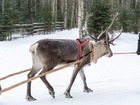 トナカイファーム訪問&トナカイソリ体験【午前/ 1.5kmのロングコース/ 英語ガイド/ 期間限定 9月 - 3月末】
