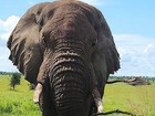 アンボセリ国立公園＆ツァボイースト国立公園サファリ3泊4日【英語ドライバーガイド】 ※日本語ドライバーガイドに変更可能