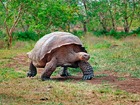 ガラパゴス諸島2泊3日！ハイランド＆湾巡り＆チャールズダーウィン研究所【バルトラ空港発/空港送迎＋宿泊＋ツアー英語ガイド】