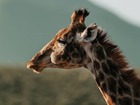 クルーズ利用の方にお勧め！ケープタウン・ビッグファイブサファリ3泊4日【ポートエリザベス港発ケープタウン港終了/飛行機＋ホテル＋港送迎＋観光】