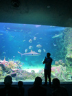 シーライフ・シドニー水族館
