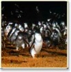 【現在催行しておりません】ペンギンパレードとヘリコプター遊覧
