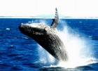 【期間限定 6月～10月】 クジラウォッチングクルーズ 半日午前