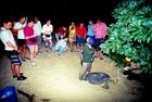 ウミガメの産卵観測とオランウータン保護区の旅 1泊2日(サンダカン空港発着)