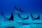 ガラパゴス諸島3泊4日！ティヘレタス湾＆プンタカロラ＆スリーピングライオン＆フント湖などを訪問【サンクリストバル空港発/サンクリストバル島3泊/英語ガイド】