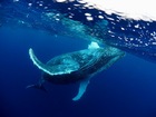 体長10m以上のザトウクジラと泳ぐ！ホエールスイム！【奄美大島名瀬/ 1月4日～12月31日】