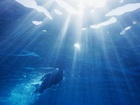 奄美大島から加計呂麻島へ！シュノーケリングと加計呂麻島散策【奄美大島/ 5月～10月頃限定】