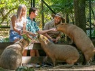 サーファーズパラダイス～カランビン動物園 シャトルバス予約【往復】