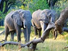 リバーフロントの4スターロッジに宿泊！チョベ国立公園3泊4日【カサネ空港発着/全食事、アクティビティ付き】