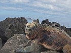 ガラパゴス諸島3泊4日パッケージ【バルトラ空港発着/ ホテル＋空港送迎＋観光/ プライベート英語ガイド】