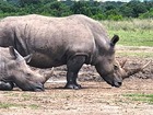 アンボセリ国立公園＆ナクル湖国立公園＆マサイマラ保護区4泊5日サファリ【英語ドライバーガイド】 ※日本語ドライバーガイドに変更可能