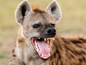 ジンバブエ最大の公園でサファリ体験！ワンゲ国立公園日帰りゲームドライブ【ヴィクトリアフォールズ発/ 英語ガイド】