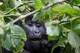ウガンダゴリラ＆チンパンジートレッキング 5泊6日！ブウィンディ国立公園・クイーンエリザベス国立公園を訪問【ヨハネスブルク空港発着/ 航空券＋宿＋空港送迎＋観光/ 英語ガイド】