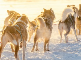 犬ぞり体験【午前発 / 5kmのコース/ 期間限定12月 - 3月末】