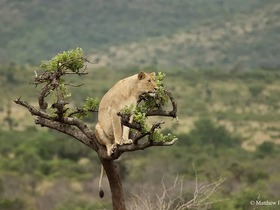 アカゲラ国立公園サファリ2泊3日！野生動物とルワンダの自然を満喫【キガリ発着/ 英語ガイド】