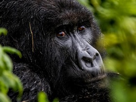 ルワンダ6泊7日！アカゲラ国立公園サファリ・ダイアンフォッシーゆかりの地・ボルケーノ国立公園でのゴリラトレッキング【キガリ発着/ ホテル＋送迎＋観光 / 英語ガイド】