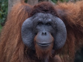 オランウータン＆ダヤク族の村めぐりクルーズ2泊3日！自然と文化を満喫【イスカンダル空港発着/ クルーズ泊＋全食事＋英語ガイド】