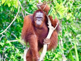 オランウータン＆ダヤク族の村めぐりクルーズ3泊4日！自然と文化を満喫【イスカンダル空港発着/ クルーズ泊＋全食事＋英語ガイド】