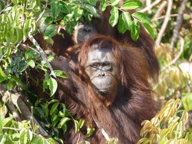 オランウータン＆ダヤク族の村めぐりクルーズ4泊5日！自然と文化を満喫【イスカンダル空港発着/ クルーズ泊＋全食事＋英語ガイド】