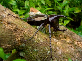 ボルネオ昆虫採集体験と標本作り体験ツアー