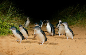 ペンギンパレードとワイルドライフパーク