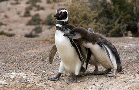 南米最大のマゼランペンギン生息地「プンタ・トンボ」1日観光【英語ガイド】