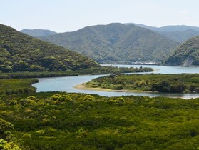 観光遊覧船に乗ってマングローブ探検!小さいお子様も参加可能【奄美大島住用町】