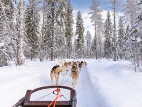 雪景色のフィンランドの森中を駆け抜ける！犬ぞりツアー【英語ガイド】