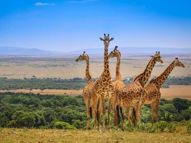 ケニアでサファリ尽くし！アンボセリ国立公園＆ナイバシャ湖＆マサイマラ国立保護区6泊7日【英語ドライバーガイド】