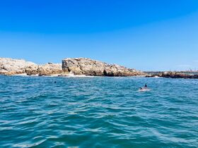 クジラ・イルカ・ペンギン午前半日クルーズ【ポートエリザベス港発着/プライベート/英語ガイド】