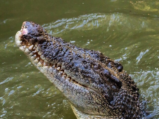 世界遺産キュランダとハートリース動物園 欲張り1日ツアー!!