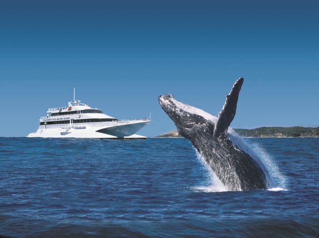 6月～10月期間限定！イルカとクジラに会えるモートン島・タンガルーマ・ホエールウォッチングクルーズ【ブリスベン港発着/イルカの餌付けプランあり】