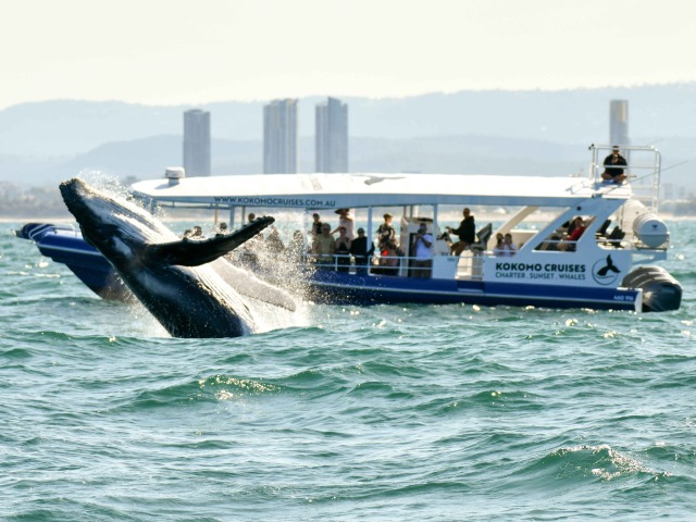 ゴールドコーストでホエールウォッチング！クジラに会える感動クルーズ 2025年は6月30日～10月26日【英語ガイド / 混載】