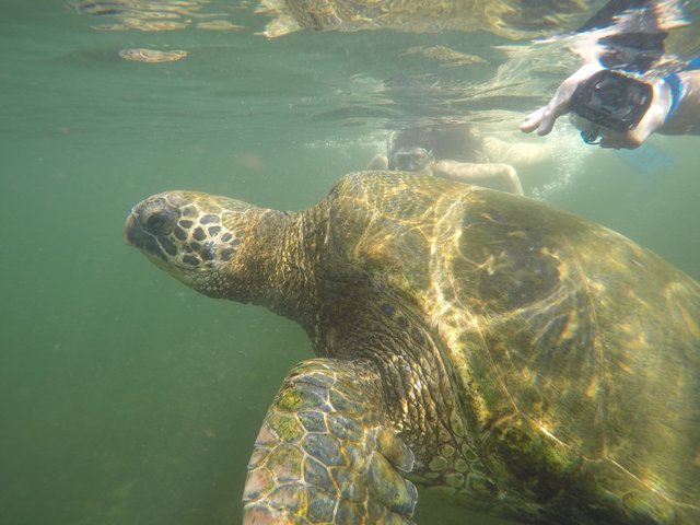 ガラパゴス諸島7日間【リマ発着/ 航空券＋宿泊＋空港送迎＋観光/英語ガイド】