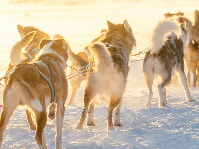 犬ぞり体験【午前発 / 5kmのコース/ 期間限定12月 - 3月末】