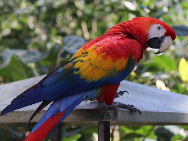 カラフルな鳥たちに会える！バードワールド・キュランダ入場券