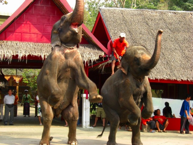 ****販売中止/催行未定****サムプラン象園 象乗り体験付き タイ文化テーマパーク<午後発>